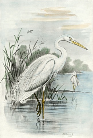 Oversize White Heron