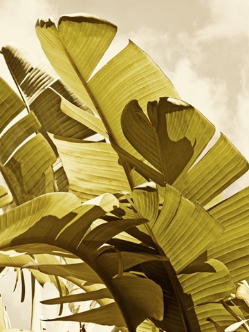 Palm Fronds I