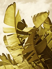 Palm Fronds II