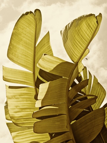 Palm Fronds III