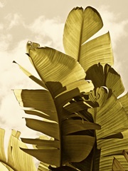 Palm Fronds IV