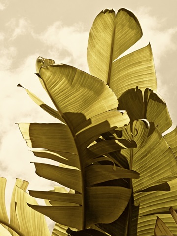 Palm Fronds IV