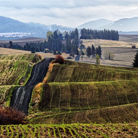 Palouse Hills