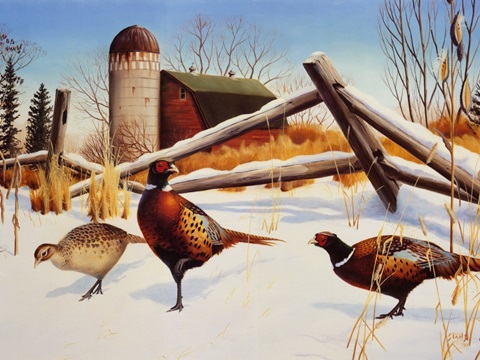 Pheasants II