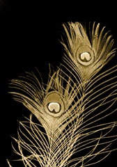 Plumes D'or II