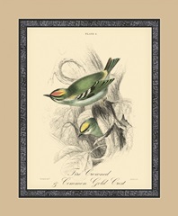 Printed Fire-Crowned Crest