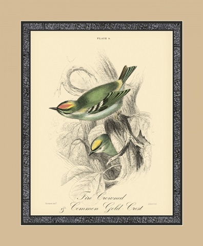 Printed Fire-Crowned Crest