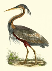 Purple Heron