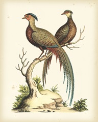 Regal Pheasants II