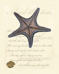 Romance of the Shell II