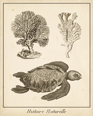 Sea Turtle Study I