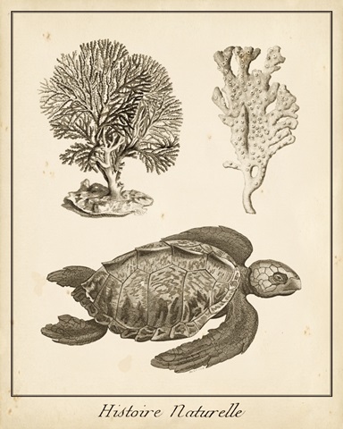 Sea Turtle Study I