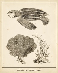 Sea Turtle Study II