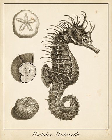Seahorse Study I