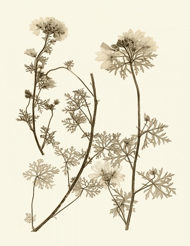 Sepia Nature Study IV