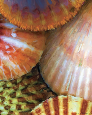 Shell Extraction III