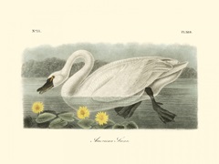 American Swan
