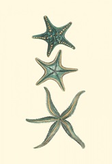 Aquamarine Starfish I