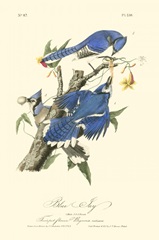 Audubon Blue Jays