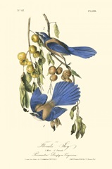 Audubon Florida Jays