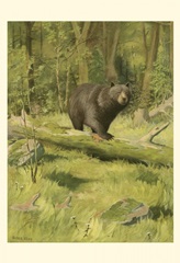 Black Bear