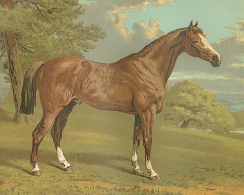 Cassell's Thoroughbred I