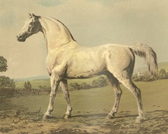 Cassell's Thoroughbred II
