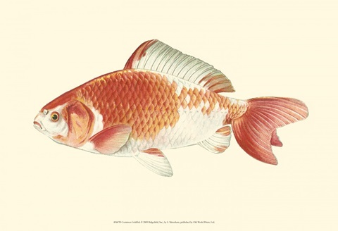 Common Goldfish