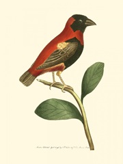 Crimson Birds I