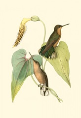 Delicate Hummingbird II