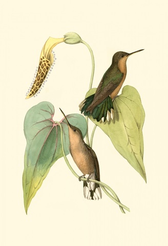 Delicate Hummingbird II