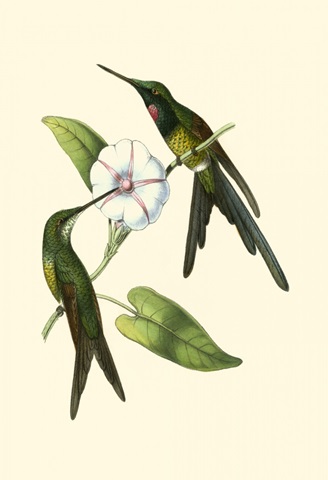 Delicate Hummingbird III