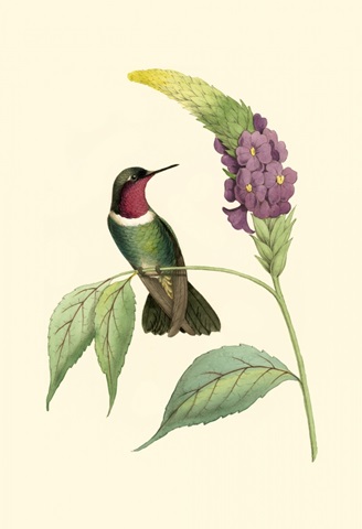 Delicate Hummingbird IV