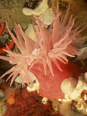 Graphic Sea Anemone I