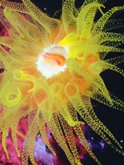 Graphic Sea Anemone II