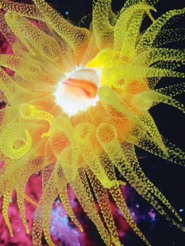 Graphic Sea Anemone II