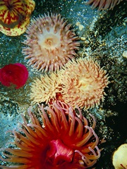 Graphic Sea Anemone III