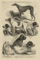 International Dog Show I