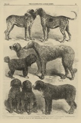 International Dog Show II