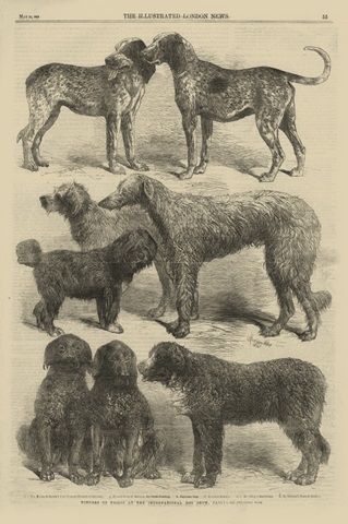 International Dog Show II