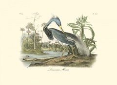 Louisiana Heron