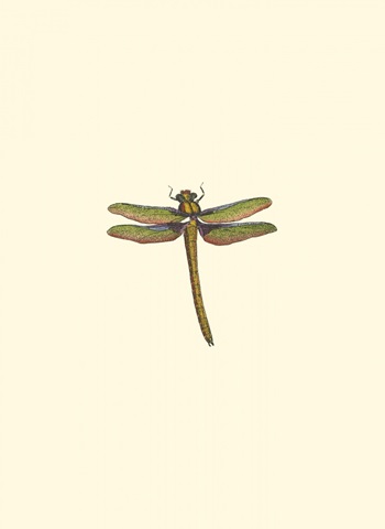 Miniature Dragonfly I