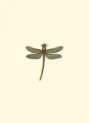 Miniature Dragonfly II