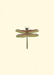 Miniature Dragonfly III