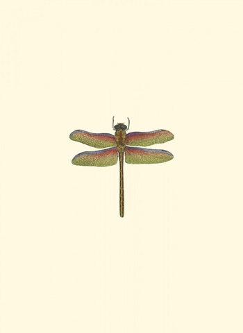 Miniature Dragonfly III
