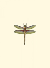 Miniature Dragonfly IV