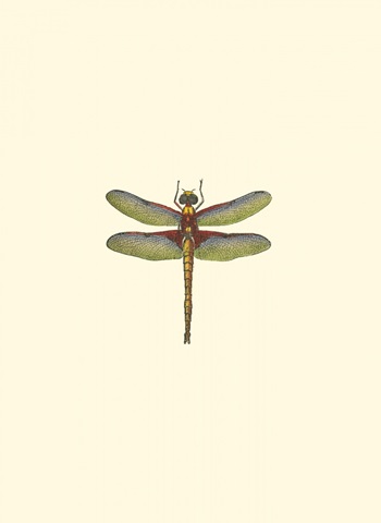 Miniature Dragonfly IV