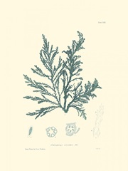 Nature Print in Aqua I