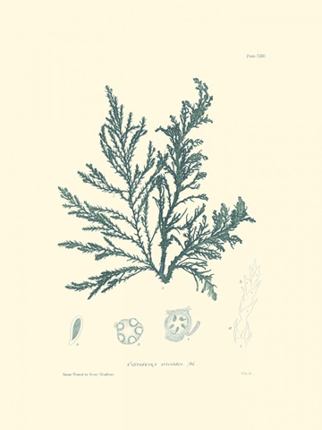 Nature Print in Aqua I