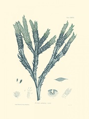 Nature Print in Aqua III